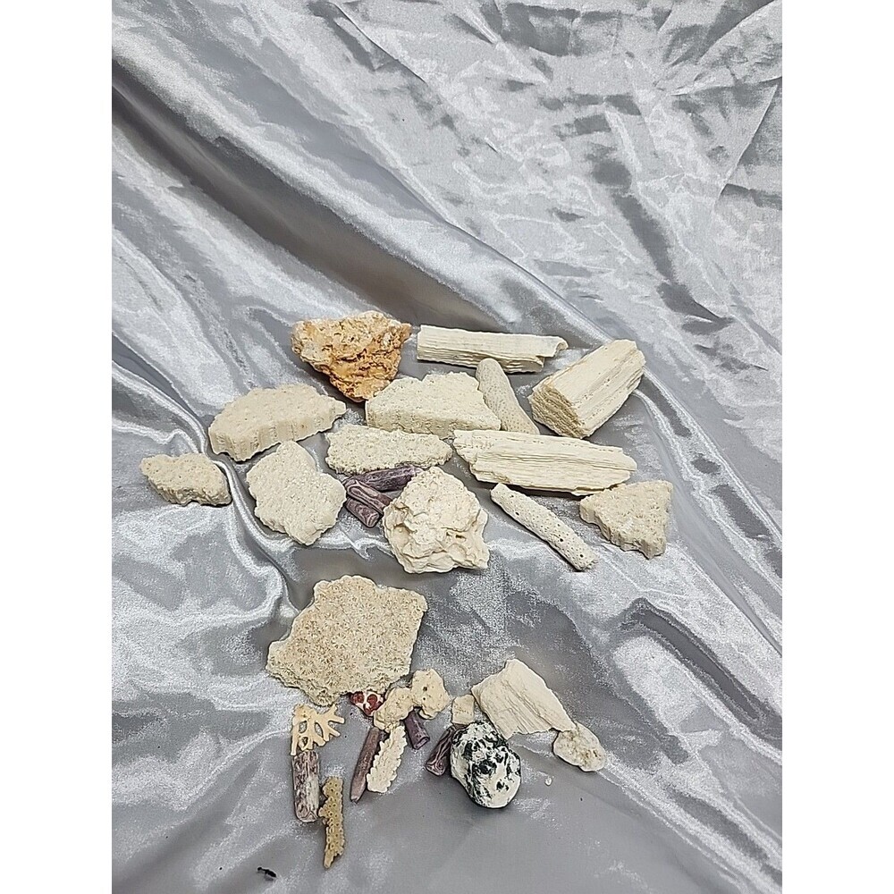 Fossil Coral  Quality Specimen Pieces Assorted